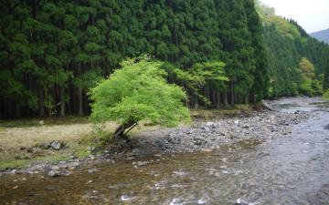 Картинка природа реки озера холмы лес дерево галька река берег