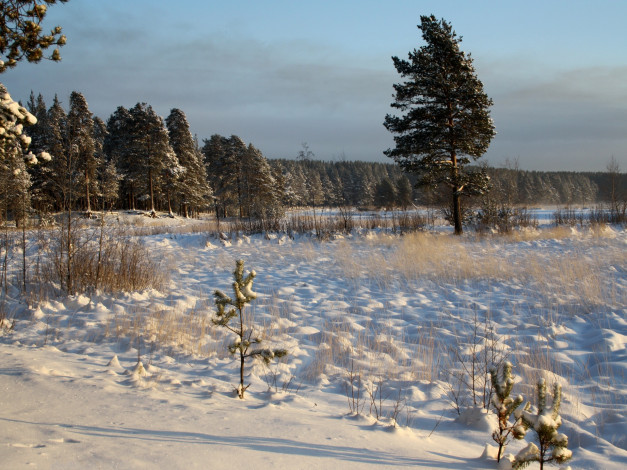 Обои картинки фото природа, зима, поле, снег, лес