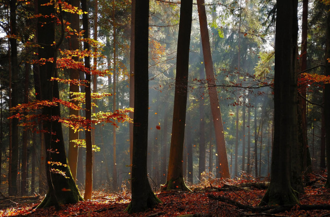 Обои картинки фото германия, гессен, природа, лес, осень