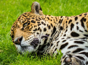 Картинка животные Ягуары трава морда ягуар