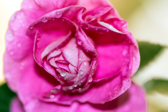 Картинка цветы розы капли розовый макро