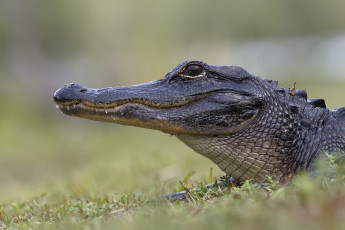 Картинка животные крокодилы крокодил голова взгляд