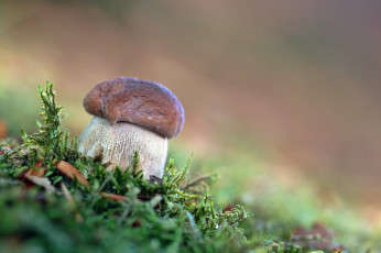 Картинка природа грибы мох лес боровик