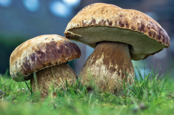 Картинка природа грибы трава боровики лес