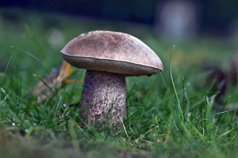 Картинка природа грибы трава лес подберезовик