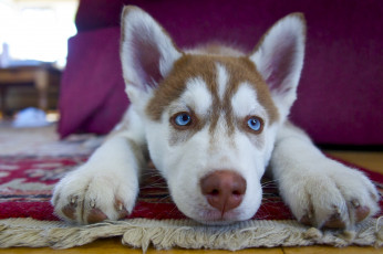 Картинка животные собаки взгляд голубоглазый щенок
