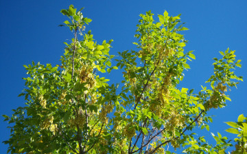 Картинка природа деревья дерево зелень небо