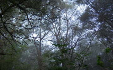 Картинка природа деревья туман ветви