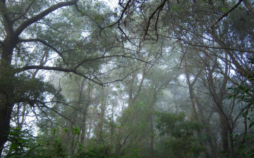 Картинка природа лес туман ветви
