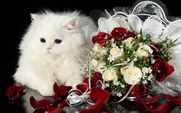 Картинка животные коты букет белый