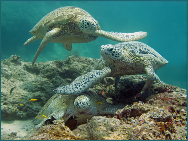 Обои картинки фото животные, Черепахи, океан, риф, черепахи