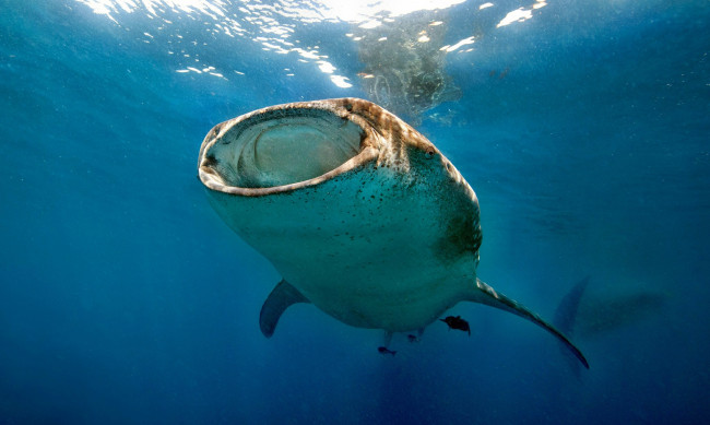 Обои картинки фото животные, акулы, китовая, пасть, океан, акула
