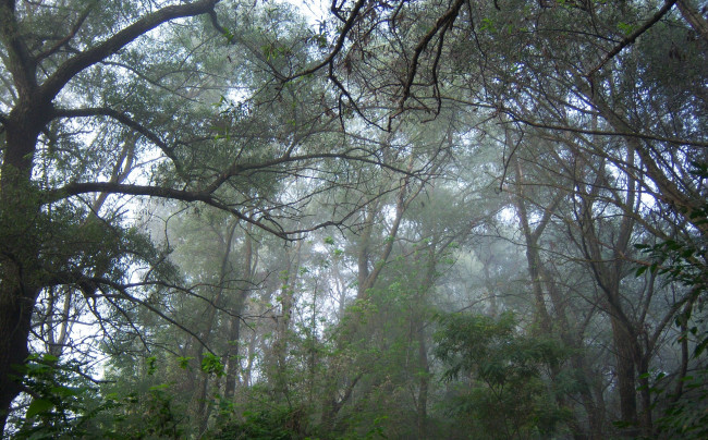 Обои картинки фото природа, лес, туман, ветви