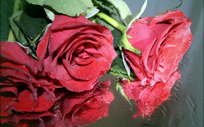 Обои картинки фото цветы, розы, капли, отражение