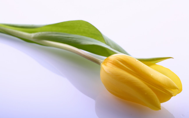 Обои картинки фото цветы, тюльпаны, одиночка, желтый