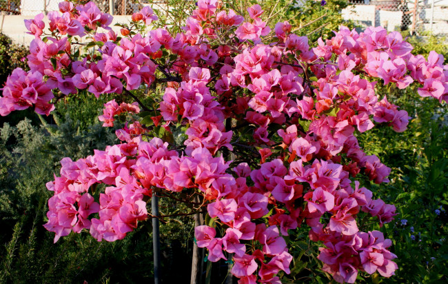 Обои картинки фото цветы, бугенвиллея, bougainvillea, розовая