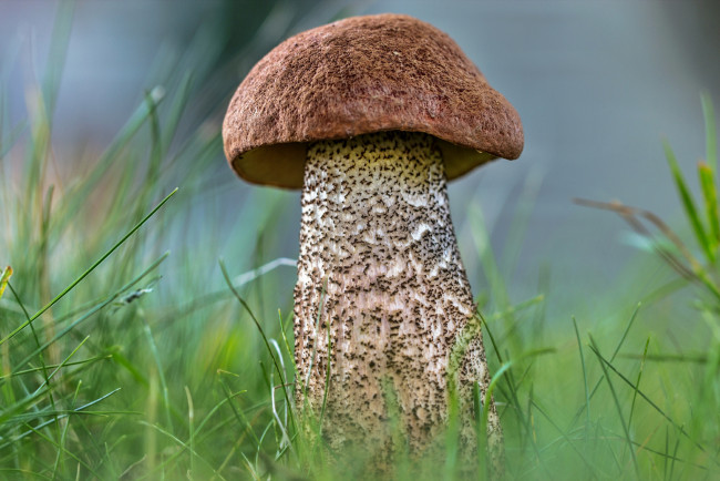 Обои картинки фото природа, грибы, подберезовик, трава, лес