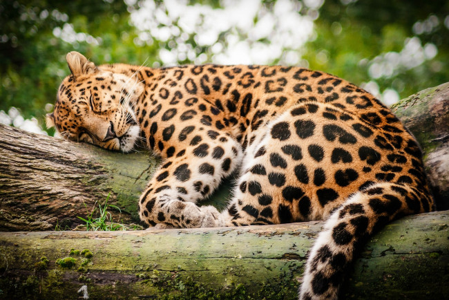 Обои картинки фото животные, леопарды, отдых, сон, бревно, леопард