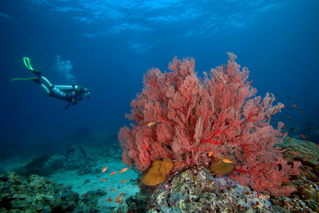Обои картинки фото животные, морская фауна, кораллы, глубина, океан