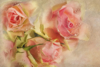обоя рисованное, цветы, розовый, капли, бутоны, розы