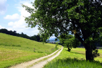 Картинка природа дороги трава холм дерево дорожка
