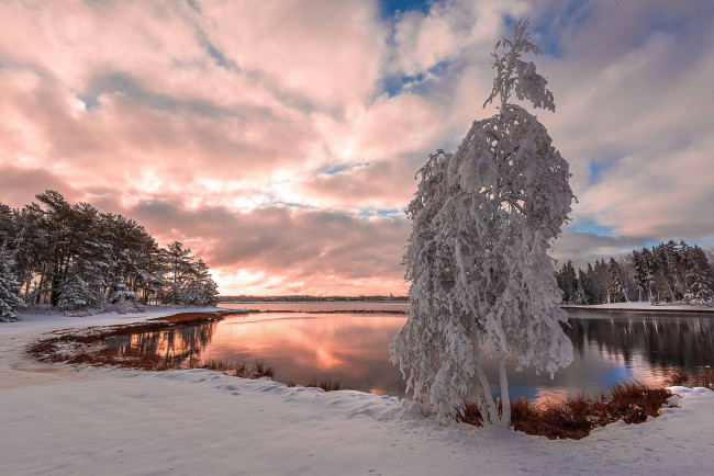 Обои картинки фото природа, зима, снег, дерево, snow, озеро, tree, lake, зимний, пейзаж, winter, landscape