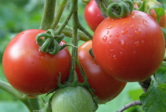 Картинка природа плоды томаты помидоры