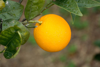 Картинка природа плоды апельсин