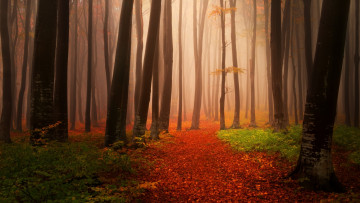 Картинка природа лес дорога осень