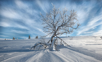 Картинка природа зима снег сугробы поле дерево