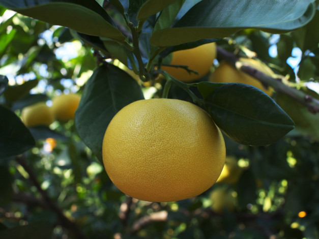 Обои картинки фото природа, плоды, апельсин