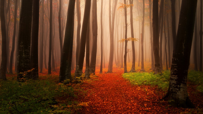 Обои картинки фото природа, лес, дорога, осень
