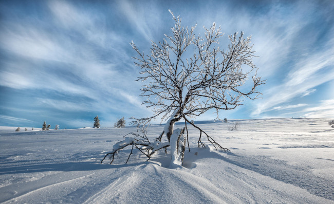 Обои картинки фото природа, зима, снег, сугробы, поле, дерево