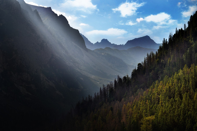 Обои картинки фото природа, горы, лес