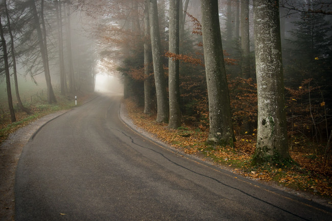 Обои картинки фото природа, дороги, лес, осень, дорога