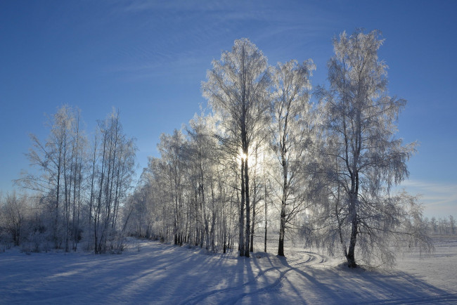 Обои картинки фото природа, зима, сугробы, деревья, снег, пейзаж