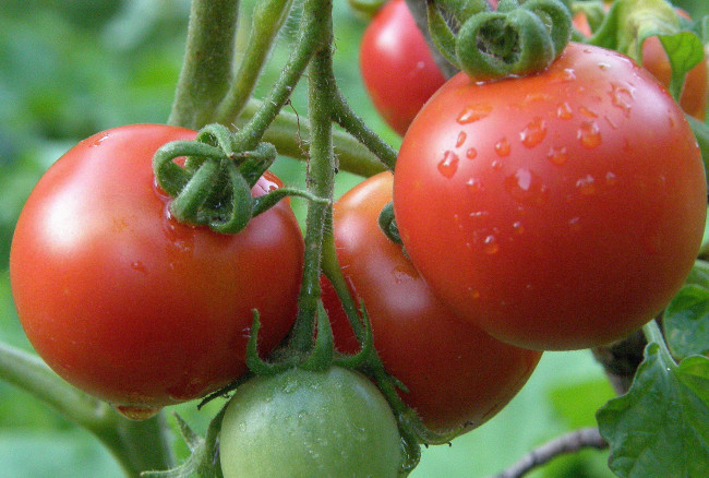 Обои картинки фото природа, плоды, томаты, помидоры