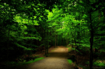 Картинка природа лес forest road trees nature