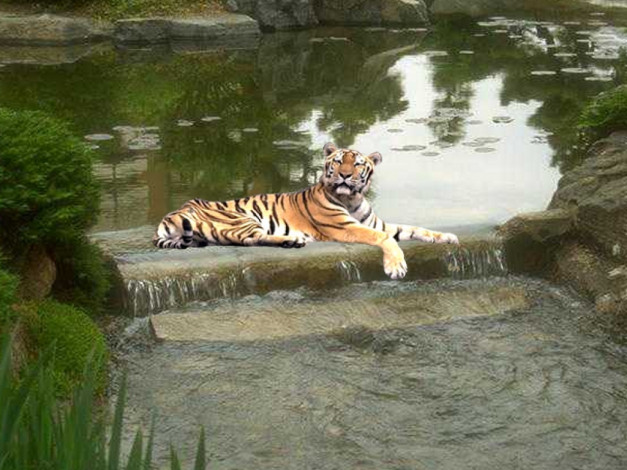 Обои картинки фото животные, тигры