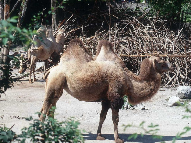 Обои картинки фото животные, верблюды