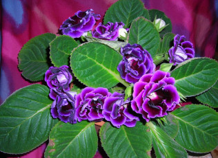 Картинка цветы глоксиния синнингия яркий фиолетовый