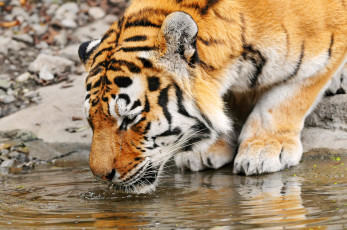Картинка животные тигры тигр вода