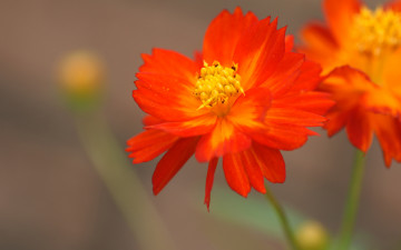 Картинка цветы космея оранжевый