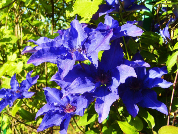 Обои картинки фото цветы, клематис, ломонос, синие