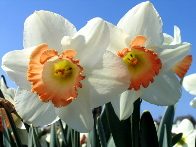 Обои картинки фото цветы, нарциссы, белый, весна