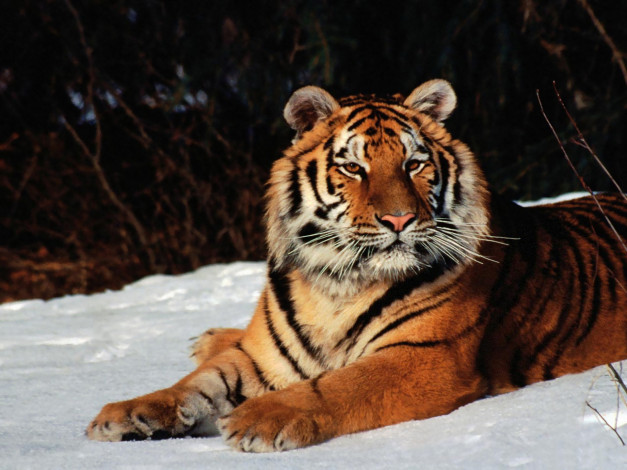 Обои картинки фото животные, тигры, снег, тигр