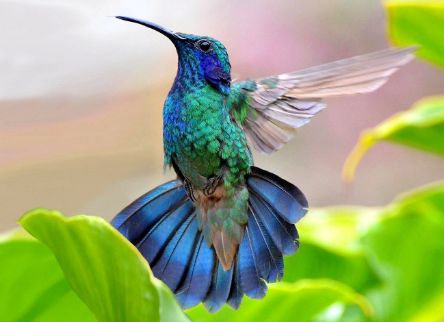Обои картинки фото животные, колибри, перья, синий, полет, маленький