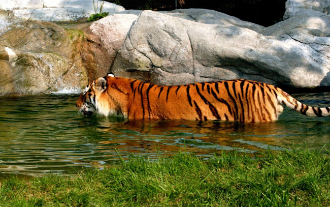 Обои картинки фото животные, тигры, тигр, вода