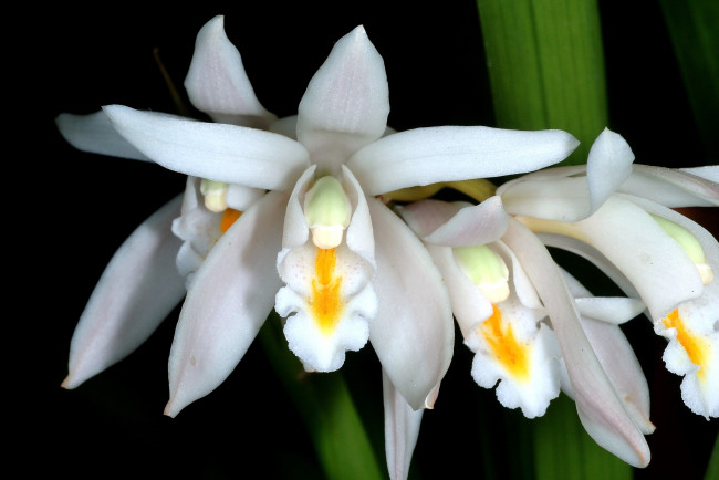 Обои картинки фото цветы, орхидеи, белый, экзотика