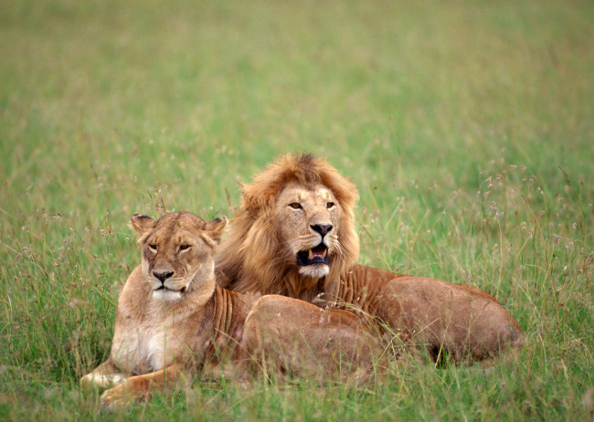 Обои картинки фото животные, львы, лев, львица, трава